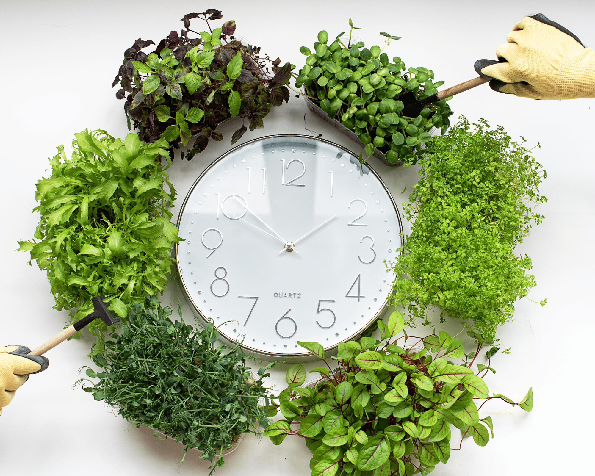 Horloge murale blanche, simple et ronde, entourée de salades vertes que des mains sont en trains d'arroser